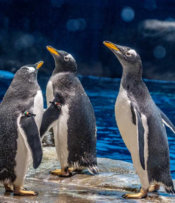 市立しものせき水族館｢海響館｣